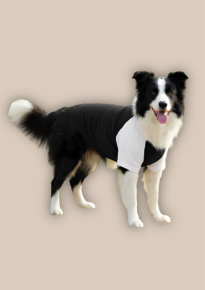 A black and white dog wearing a white shirt, standing on a beige background.